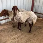 عرض نعيم طيبه صنف