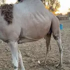 ناقة للبيع