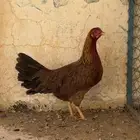 مطلوب دجاج زي ذا با الضبط اسعر معقوله تكون