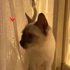 قطه انثى للتبني