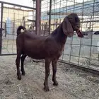 فحل عارضي قبرصي حجازي كاموري