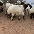 14 رخل نعيمية  جذعات فل شحم