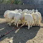 طليان