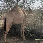 ناقه حمراء لقحه في 3 اشهر