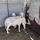 حريه تامه معها خروف