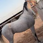 حصان شعبي