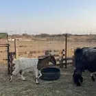 اعرض لكم معزا طيبه