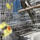 جوز كروان للبيع