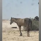حصان مفقود الموصفات