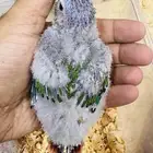 فروخ كنيور يلو سايد رد فاكتور