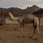 جمل