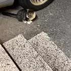 قط شيرازي