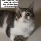 للتبني قط