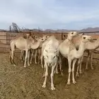 قعدان وبكار لحم للبيع