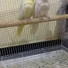 جوز كروان منتج شرط الذكر لاتينو وا الانثا البينو