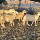 خروف حري ع جميع الشروط صحه قريع الانتاج تب التب