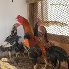 دجاج بكستاني