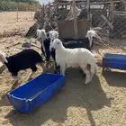 طليان للبيع