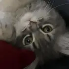 قط شيرازي ذكر عمره تقريبا 9 شهور