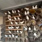 حمام فرنسي العدد تقريبا  35 جوز