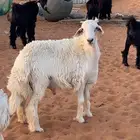 خاروف حري