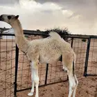 حوار للبيع من عيال بعارين ابن حميد