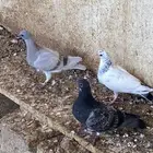 فراخه حمام
