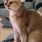 قطة انثى سكوتش فولد ( قولد )