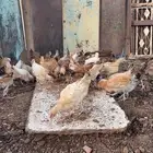 دجاج
