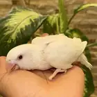 روز