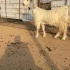 عنز عارضية بيضاء