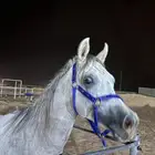 مهر شعبي جمال للبيع