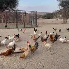 دجاج بري بياض