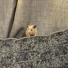 هامستر ذكر للبيع مع كامل اغراضه القفص والنشارة والرمل ب300