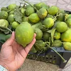 ليمون