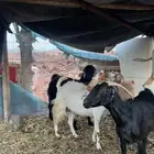 معزا للبيع