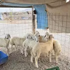 طليان حريه