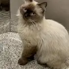 قطه للتبني