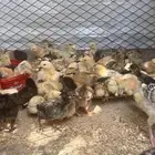 صوص دجاج بلدي   تركي