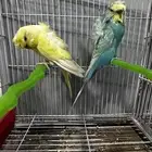 جوز هوقو (تم البيع)