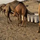 بكره للبيع على لبن امها