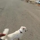 كلب لي البيع جاهز للتزواج