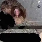 دجاجه بلديه محضنه