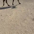 عشرا طيبه وسليمه العذاريب