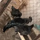 دجاج اندنوسي