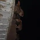 دجاج بلدي بياض