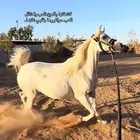 فرس واهو للبيع