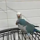 ببغاء كويكر