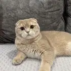 ذكر سكوتش تربل فولد للبيع