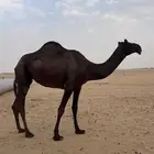 ناقه كفو